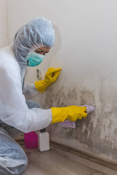 Mold Remediation for Rental Properties in Hillsboro, ND