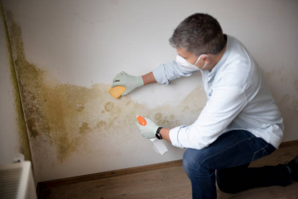 Professional Mold Removal in Hillsboro, ND