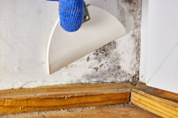Best Emergency Mold Remediation  in Hillsboro, ND
